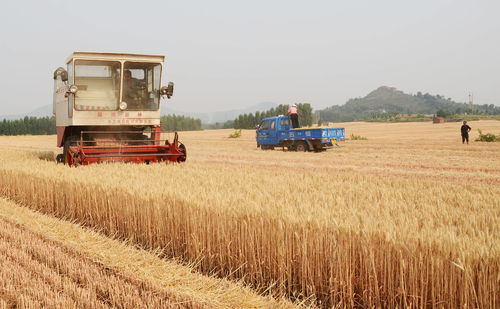 农业农村部 全力抓好下半年粮食和重要农产品生产